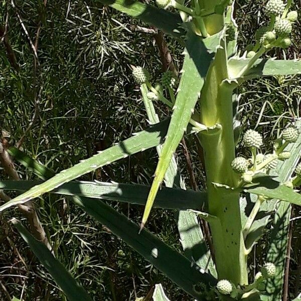 Eryngium horridum Levél