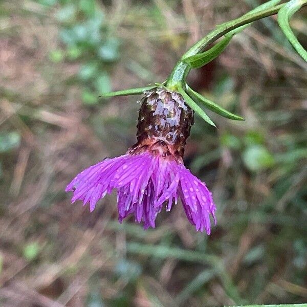 Centaurea nigra Άλλα