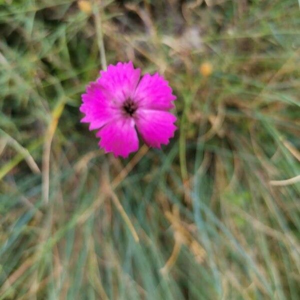 Dianthus scaber Fiore