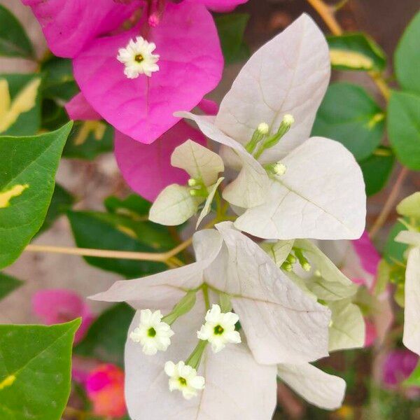 Bougainvillea × buttiana Fleur
