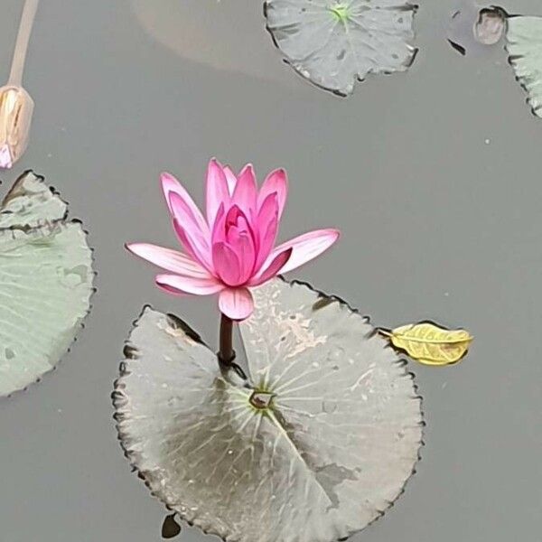 Nymphaea rubra Blomst