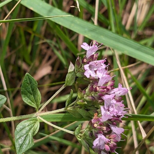 Origanum vulgare Virág