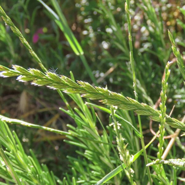 Lolium perenne Blomma