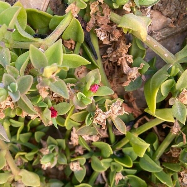 Mesembryanthemum cordifolium Leaf