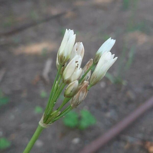 Nothoscordum gracile Blomma