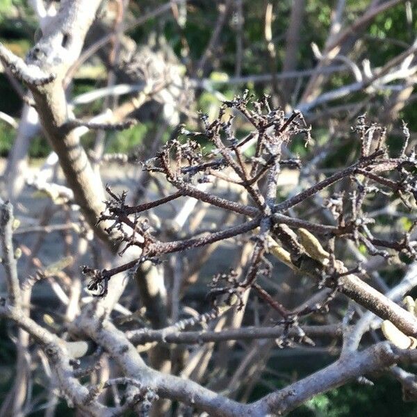 Viburnum buddleifolium Cvet