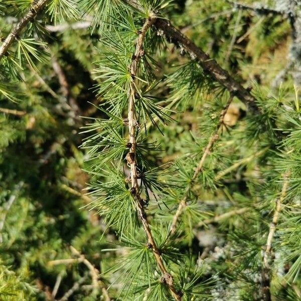 Larix occidentalis List