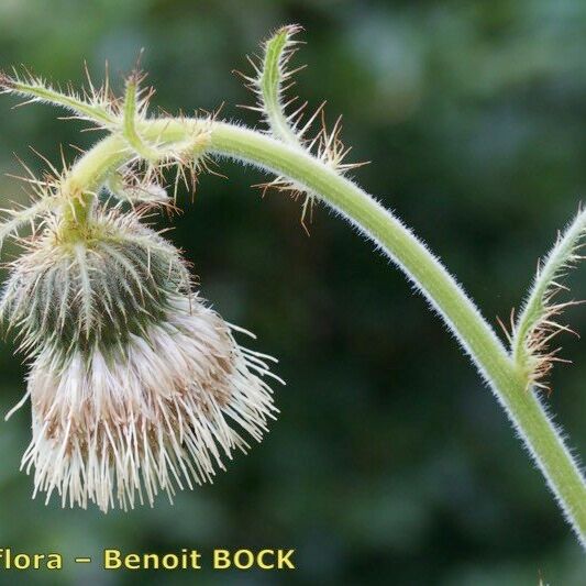 Cirsium carniolicum Frucht