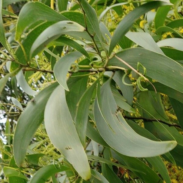 Acacia auriculiformis Blad