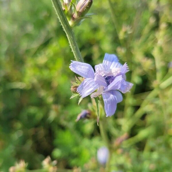 Cichorium endivia 花