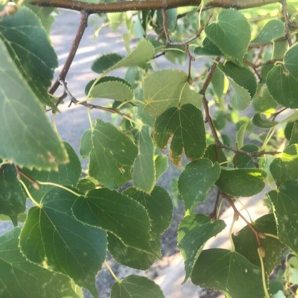 Cercidiphyllum japonicum Leaf