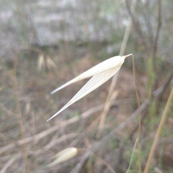 Avena fatua Leaf