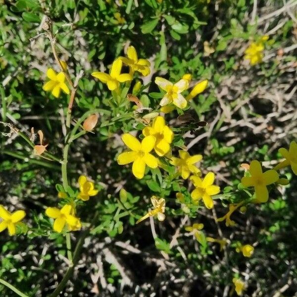 Jasminum fruticans Floro