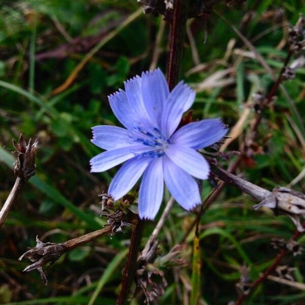 Cichorium intybus Flor