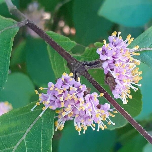 Callicarpa americana 花