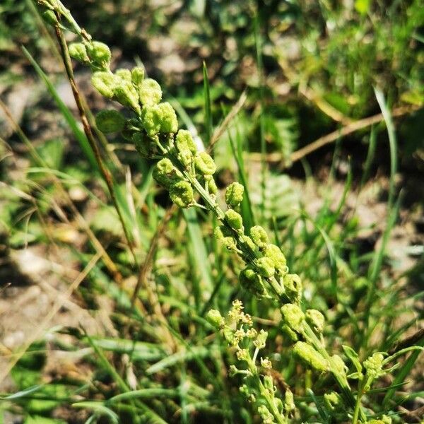 Reseda lutea Frutto