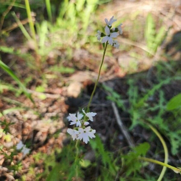 Lithophragma glabrum Flower