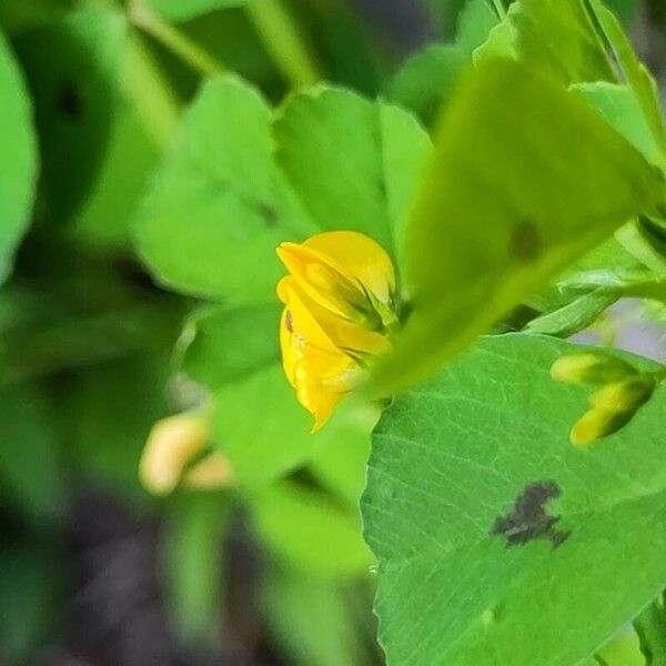 Medicago arabica Кветка