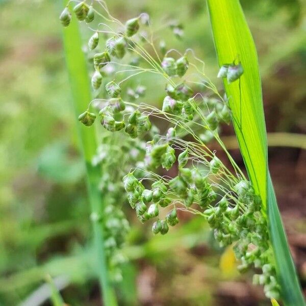 Briza minor Flower