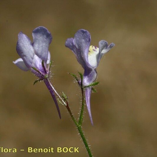 Linaria incarnata Цветок