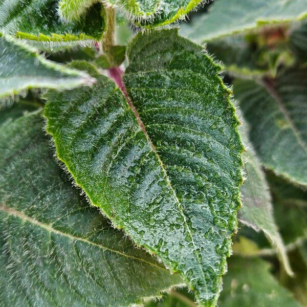 Monarda didyma Лист