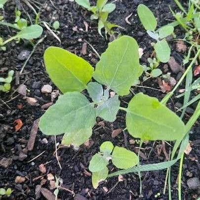 Chenopodium album Leaf