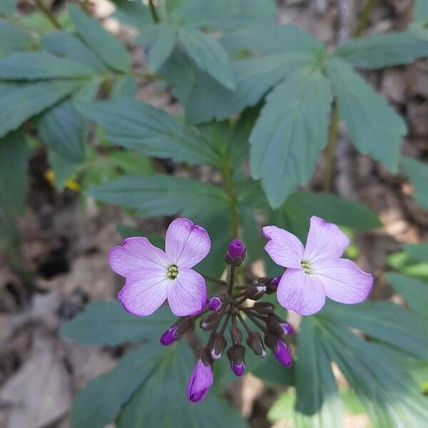 Cardamine pentaphyllos Květ