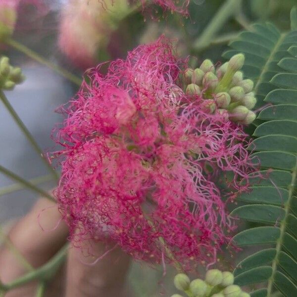 Albizia julibrissin Fleur