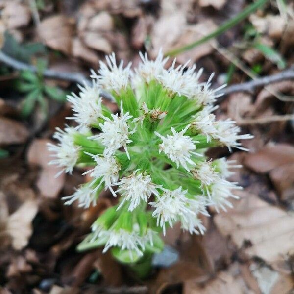 Petasites albus Цвят