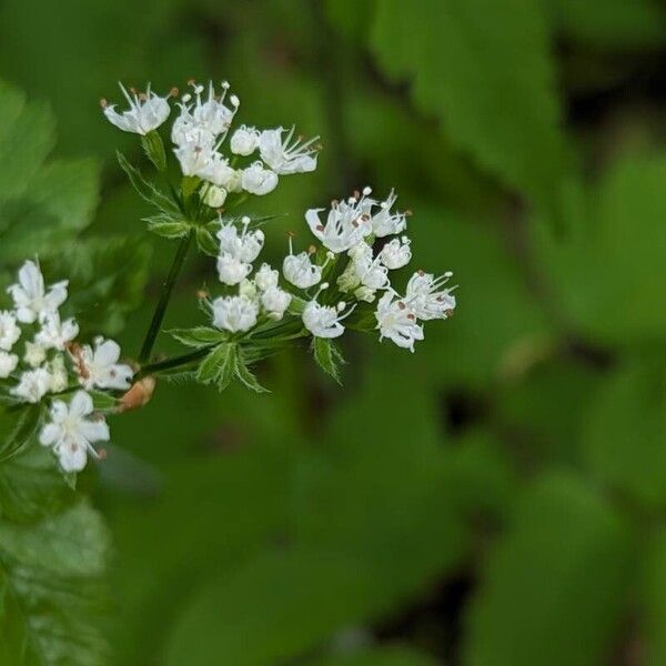 Osmorhiza longistylis Blodyn