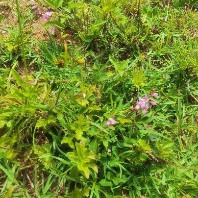 Desmodium incanum Habit