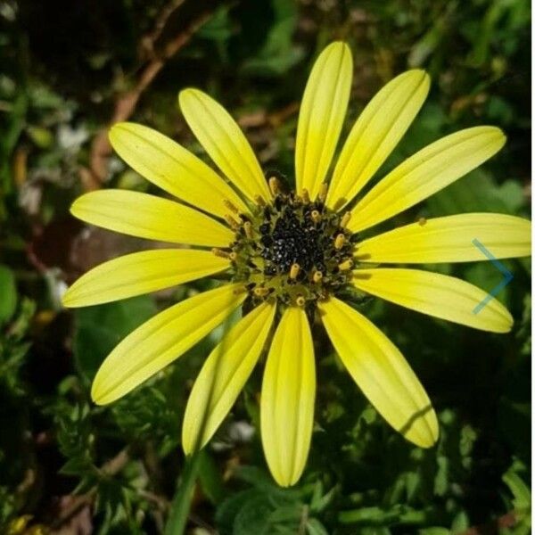 Arctotheca calendula Floro