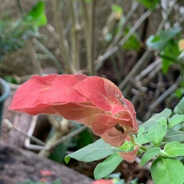 Justicia brandegeeana Flower