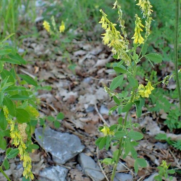 Melilotus officinalis Habitatea