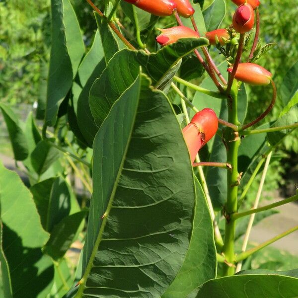 Erythrina crista-galli Φύλλο