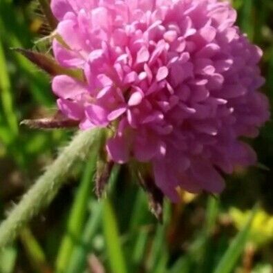 Scabiosa atropurpurea Blomma