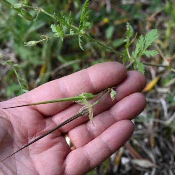 Erodium botrys Blodyn