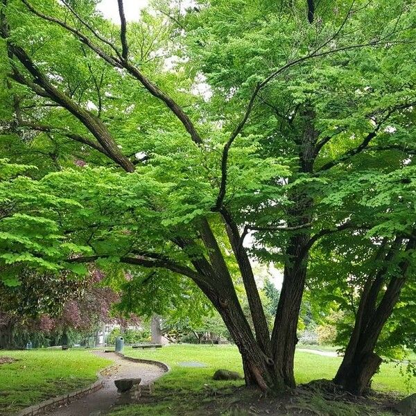 Cercidiphyllum japonicum Yeri