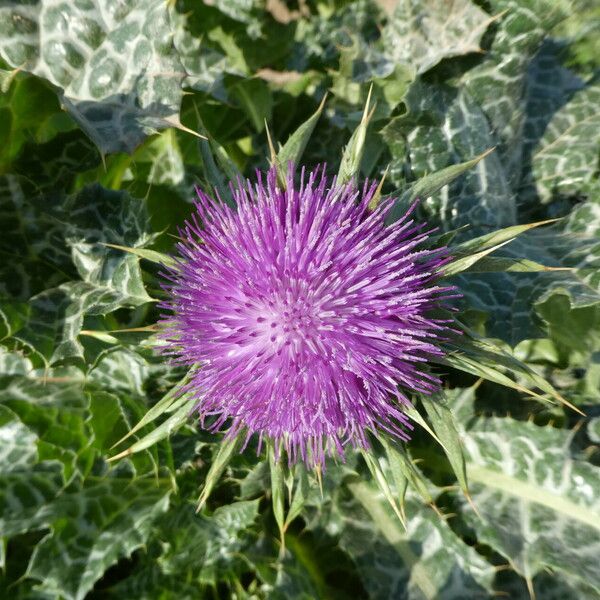 Silybum marianum Flor