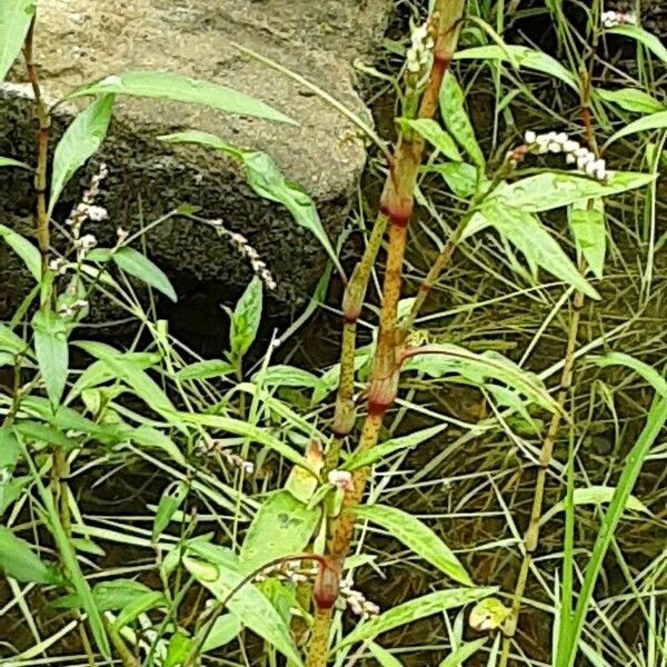 Persicaria hydropiper Kůra