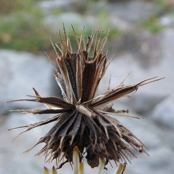 Bidens frondosa Fruitua