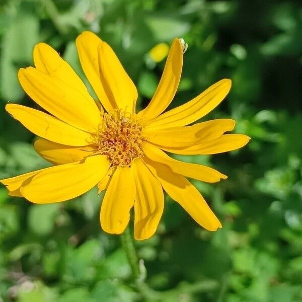 Senecio doronicum Flor