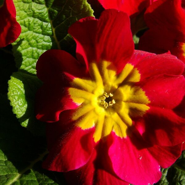 Primula vulgaris 花