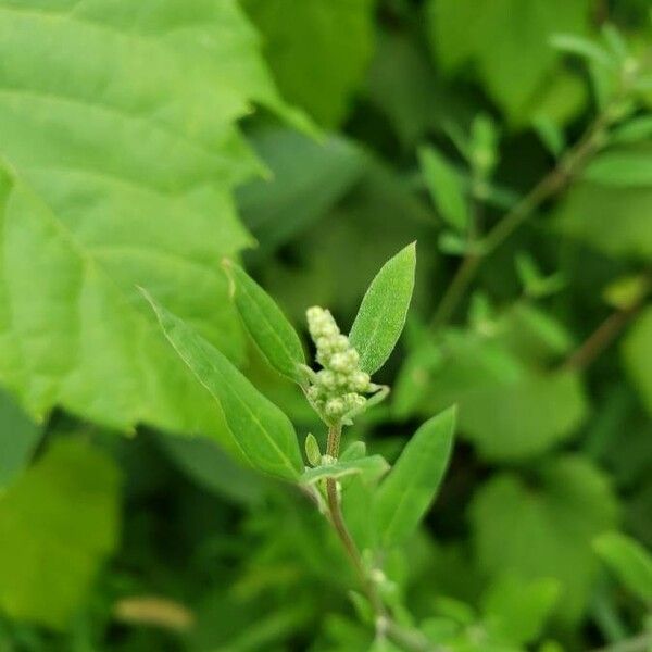 Chenopodium album Blodyn