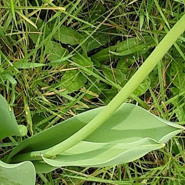 Tulipa gesneriana Bark