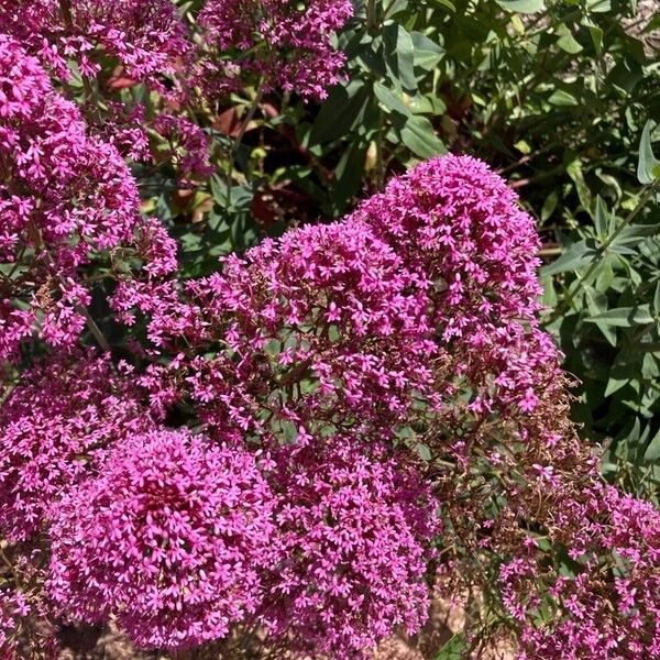 Valeriana rubra Cvet