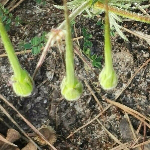 Erodium botrys Blüte