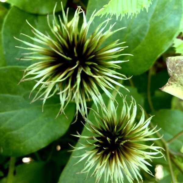 Clematis viticella Frukto