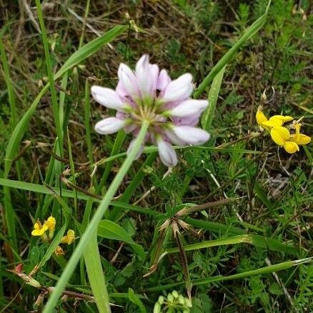 Coronilla varia Kwiat