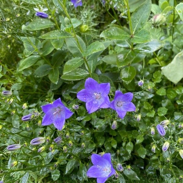 Campanula carpatica 花